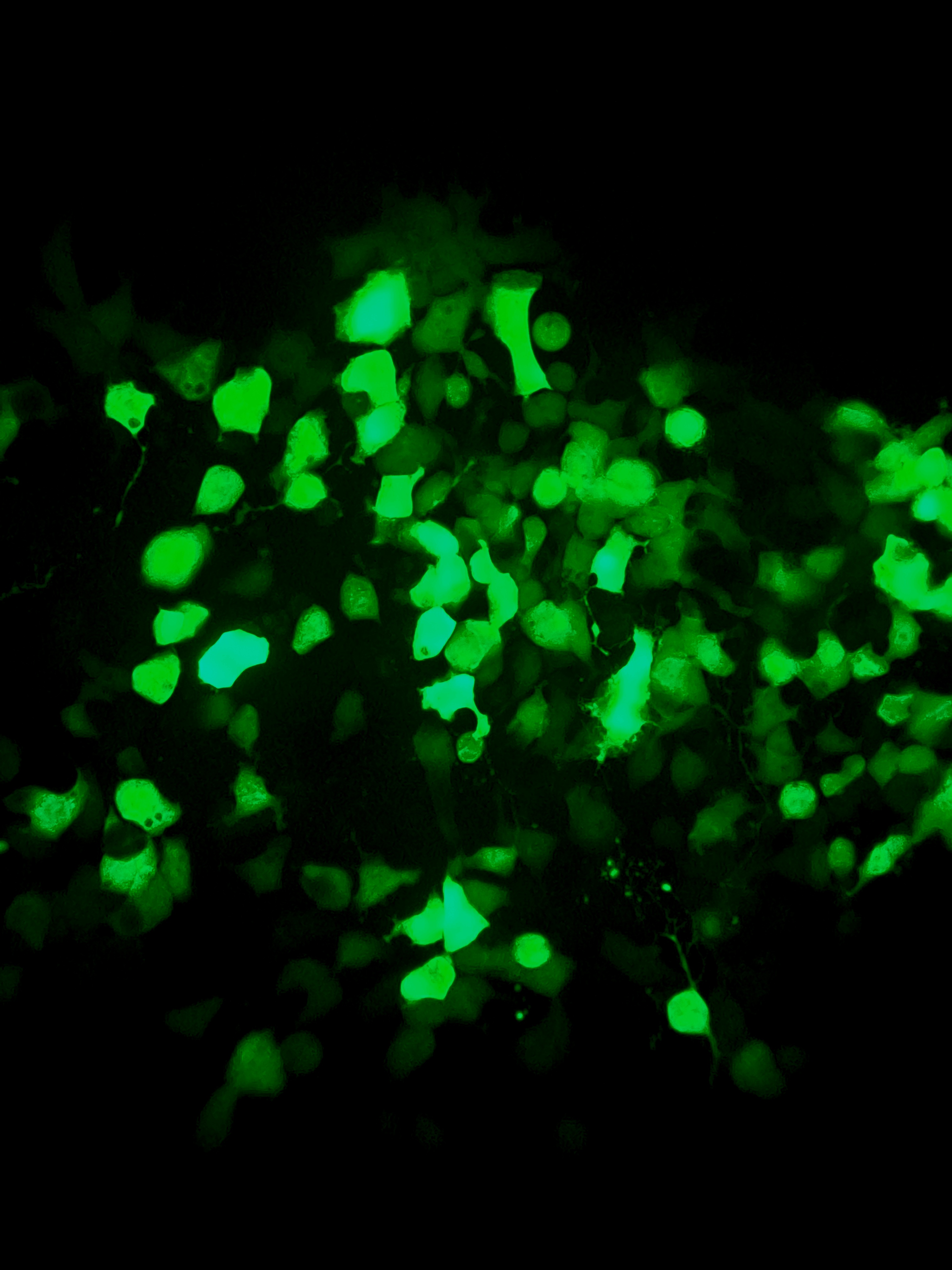 GFP expressed in cells